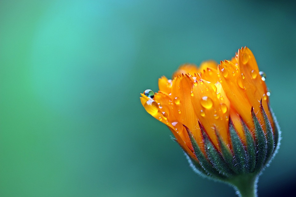 marigold-budding-free-image