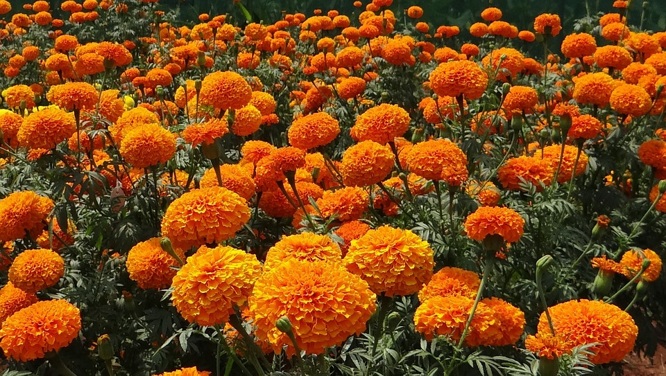 marigold-collective-free-image